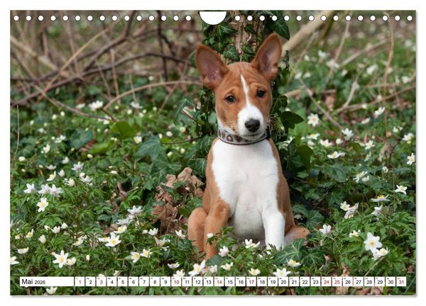 Produktbild: Wunderbare Basenji Welpenzeit (Wandkalender 2026 DIN A4 quer), CALVENDO Monatskalender