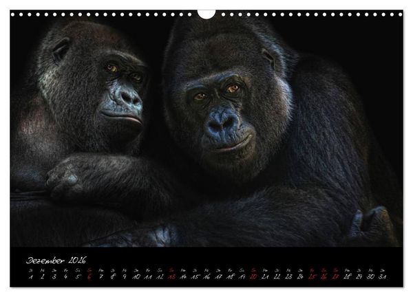 Produktbild: Gorilla (Wandkalender 2026 DIN A3 quer), CALVENDO Monatskalender