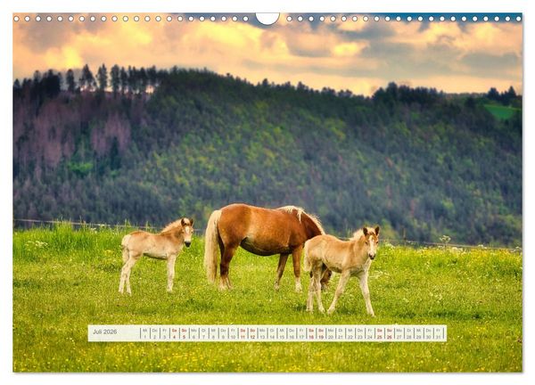 Produktbild: Haflinger im Th&uuml;ringer Wald (Wandkalender 2026 DIN A3 quer), CALVENDO Monatskalender