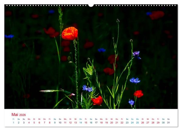 Produktbild: Mohnblumen (hochwertiger Premium Wandkalender 2026 DIN A2 quer), Kunstdruck in Hochglanz