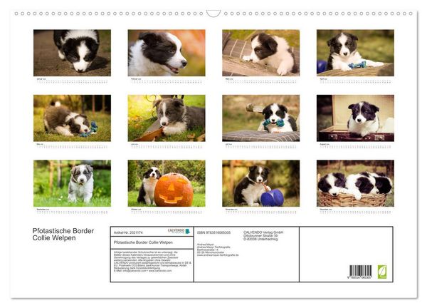 Produktbild: Pfotastische Border Collie Welpen (Wandkalender 2026 DIN A2 quer), CALVENDO Monatskalender