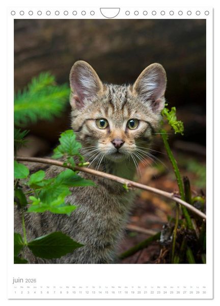 Produktbild: Chats forestiers (Calendrier mural 2026 DIN A4 horizontal), CALVENDO calendrier mensuel
