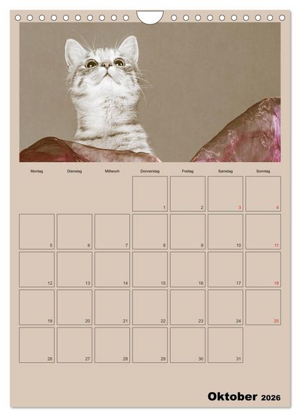 Produktbild: Mit Katzen durchs Jahr / Planer (Wandkalender 2026 DIN A4 hoch), CALVENDO Monatskalender
