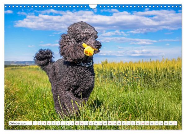 Produktbild: Pudel - Gl&uuml;ck auf vier Pfoten (Wandkalender 2026 DIN A3 quer), CALVENDO Monatskalender