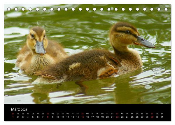 Produktbild: Die Kinderstube der Wasserv&ouml;gel (Tischkalender 2026 DIN A5 quer), CALVENDO Monatskalender