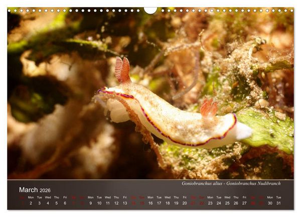 Produktbild: Nudibranchs on the ocean floor (Wall Calendar 2026 DIN A3 landscape), CALVENDO 12 Month Wall Calendar
