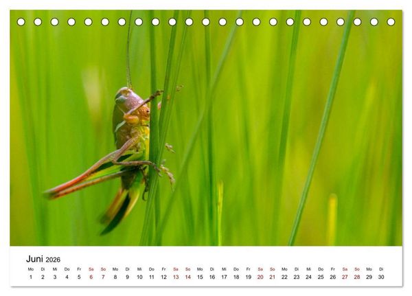 Produktbild: Oberbayerischer Insekten Kalender (Tischkalender 2026 DIN A5 quer), CALVENDO Monatskalender