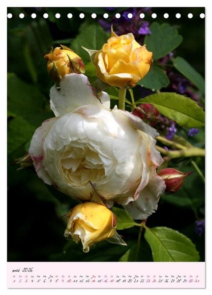 Produktbild: Une f&ecirc;te des roses (Calendrier de bureau 2026 DIN A5 horizontal), CALVENDO calendrier mensuel