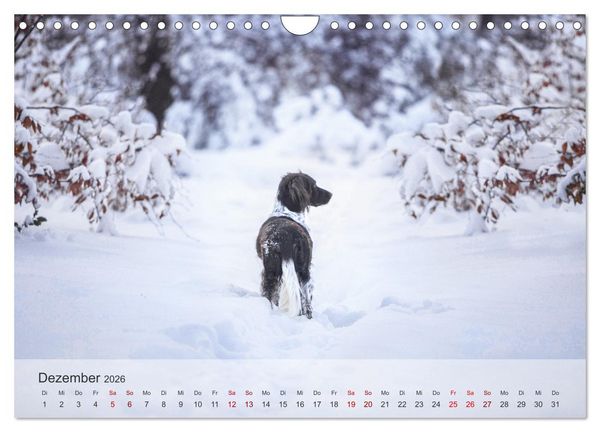Produktbild: Der kleine M&uuml;nsterl&auml;nder (Wandkalender 2026 DIN A4 quer), CALVENDO Monatskalender