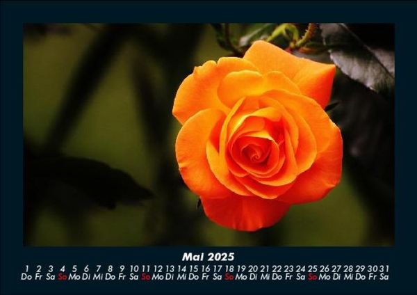 Produktbild: Rosen-Kalender 2025 Fotokalender DIN A5