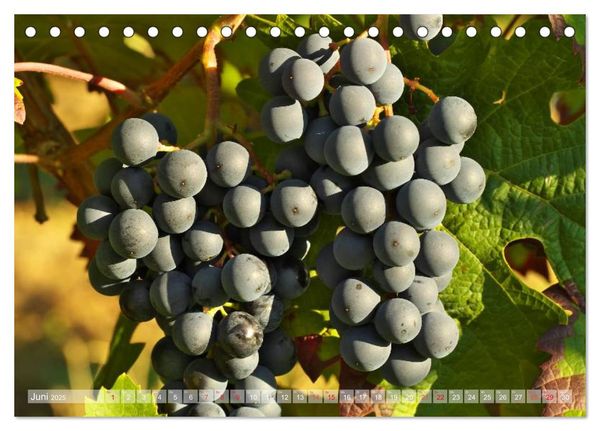 Produktbild: Wein- und Rebsorten aus Rheinland-Pfalz (Tischkalender 2025 DIN A5 quer), CALVENDO Monatskalender