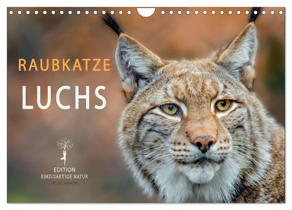 Raubkatze Luchs (Wandkalender 2026 DIN A4 quer), CALVENDO Monatskalender