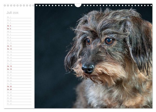Produktbild: Rauhaardackel Motte & Friends (Wandkalender 2026 DIN A3 quer), CALVENDO Monatskalender