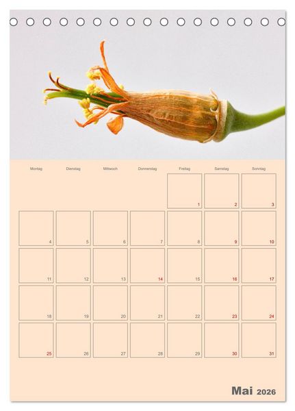 Produktbild: Blumenmetamorphosen (Tischkalender 2026 DIN A5 hoch), CALVENDO Monatskalender