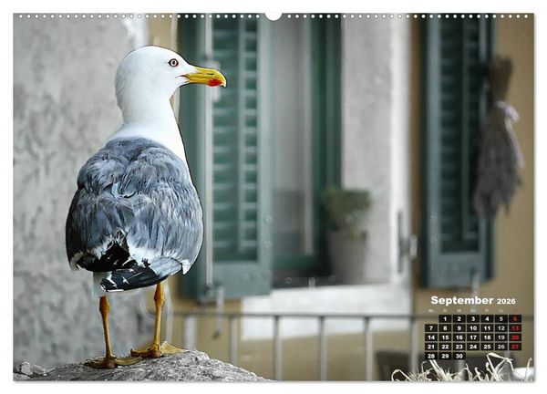 Produktbild: Wie ein Vogel in Rovinj! (hochwertiger Premium Wandkalender 2026 DIN A2 quer), Kunstdruck in Hochglanz