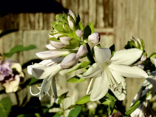 Produktbild: CALVENDO Puzzle Dufthosta 'Fragrant Bouquet' | 1000 Teile Lege-Gr&ouml;&szlig;e 64x48cm Foto-Puzzle f&uuml;r gl&uuml;ckliche Stunden
