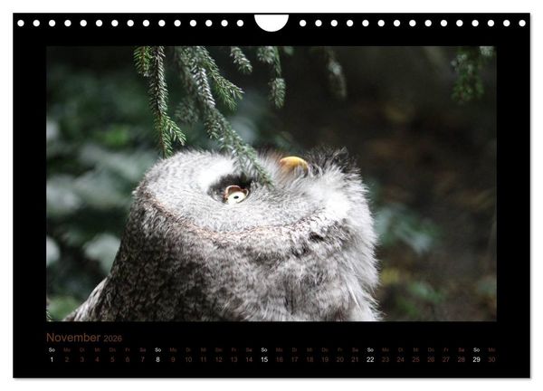 Produktbild: Eulen und K&auml;uze (Wandkalender 2026 DIN A4 quer), CALVENDO Monatskalender