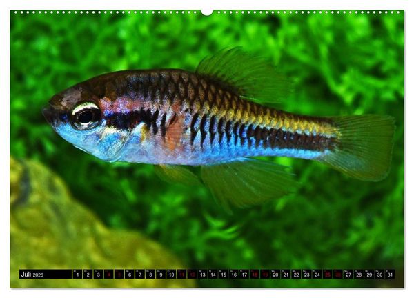 Produktbild: Outdoor-Aquaristik (hochwertiger Premium Wandkalender 2026 DIN A2 quer), Kunstdruck in Hochglanz