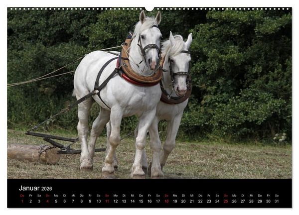 Produktbild: Starke Pferde bei der Arbeit (Wandkalender 2026 DIN A2 quer), CALVENDO Monatskalender