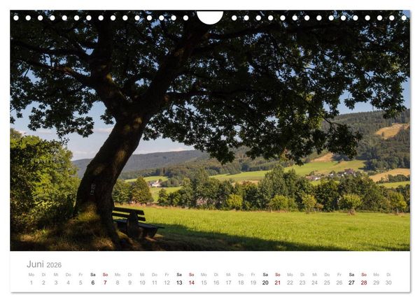 Produktbild: Wundersch&ouml;ne B&auml;ume im Sauerland (Wandkalender 2026 DIN A4 quer), CALVENDO Monatskalender