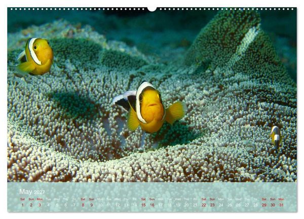 Produktbild: Anemonefish - always busy - always on the move (High Quality Premium Wall Calendar 2027 DIN A2 landscape),CALVENDO 12 Month Wall Calendar