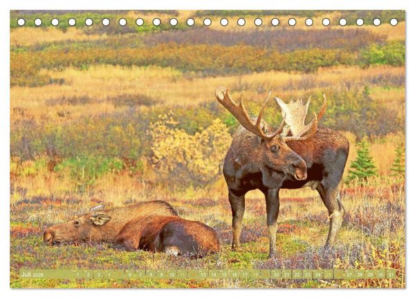 Produktbild: Elche: Nordische Riesen (Tischkalender 2026 DIN A5 quer), CALVENDO Monatskalender