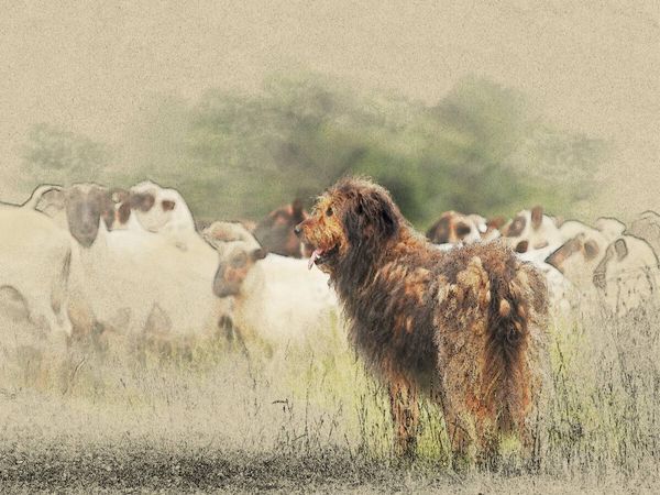Produktbild: CALVENDO Puzzle Ein Motiv aus dem Kalender Altdeutsche H&uuml;tehunde 2017 | 1000 Teile Lege-Gr&ouml;&szlig;e 64x48cm Foto-Puzzle f&uuml;r gl&uuml;ckliche Stunden