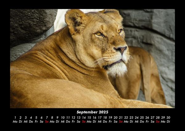 Produktbild: L&ouml;wen in der Wildnis 2025 Fotokalender DIN A3