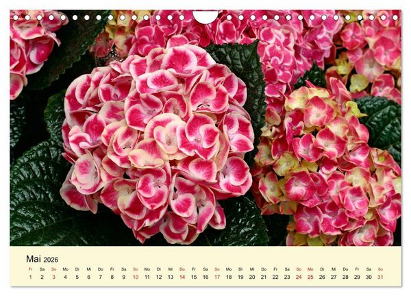 Produktbild: Hortensien Bl&uuml;hen und Vergehen (Wandkalender 2026 DIN A4 quer), CALVENDO Monatskalender