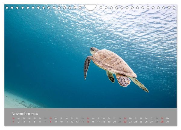 Produktbild: Meeresschildkr&ouml;ten der Karibik (Wandkalender 2026 DIN A4 quer), CALVENDO Monatskalender