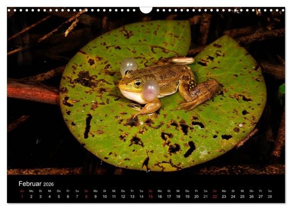Produktbild: Fr&ouml;sche (Wandkalender 2026 DIN A3 quer), CALVENDO Monatskalender