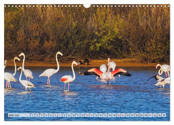 Produktbild: Flamingo Zauber (Wandkalender 2026 DIN A3 quer), CALVENDO Monatskalender