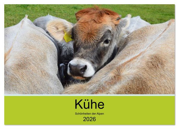 Produktbild: K&uuml;he - Sch&ouml;nheiten der Alpen (Wandkalender 2026 DIN A3 quer), CALVENDO Monatskalender