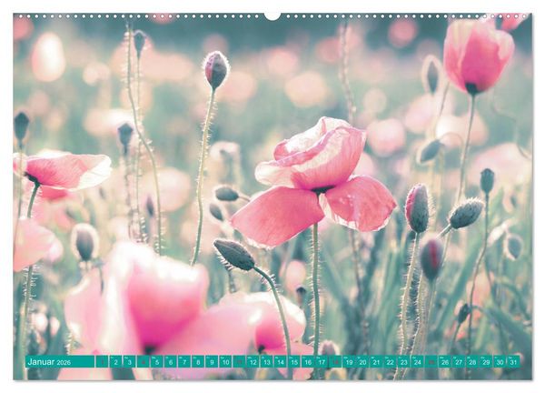 Produktbild: Mohnblumen - Fotografie mit Magie (Wandkalender 2026 DIN A2 quer), CALVENDO Monatskalender