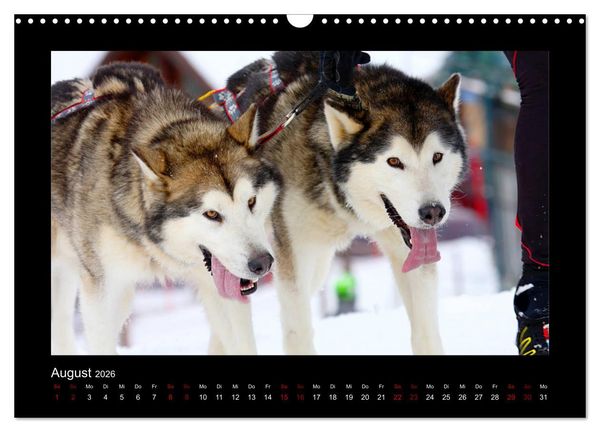 Produktbild: Huskys im Schnee (Wandkalender 2026 DIN A3 quer), CALVENDO Monatskalender