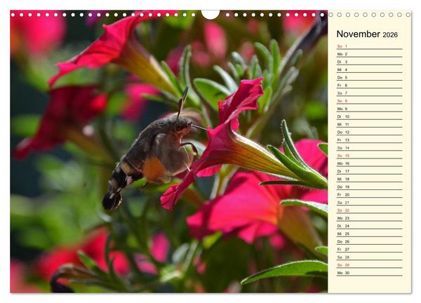 Produktbild: Faszinierende Taubenschw&auml;nzchen (Wandkalender 2026 DIN A3 quer), CALVENDO Monatskalender