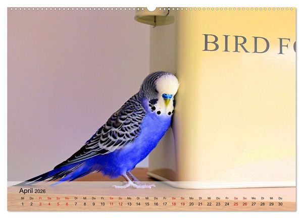 Produktbild: Wellensittiche - gesellige Freunde (Wandkalender 2026 DIN A2 quer), CALVENDO Monatskalender