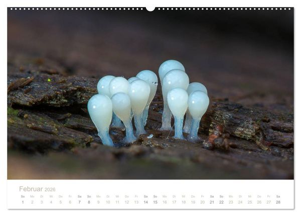 Produktbild: FASZINATION PILZE 2026 (Wandkalender 2026 DIN A2 quer), CALVENDO Monatskalender