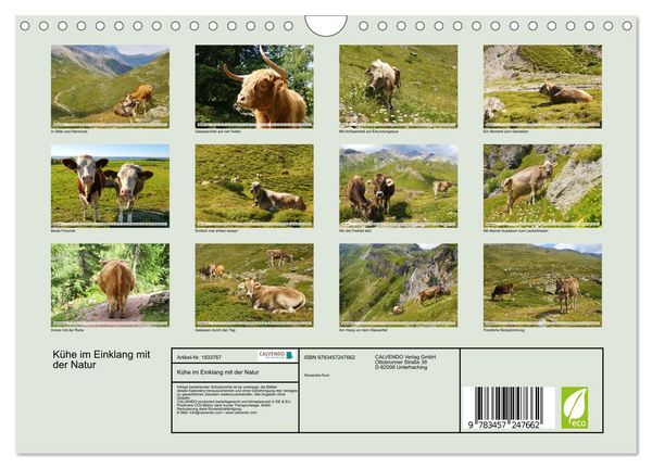 Produktbild: K&uuml;he im Einklang mit der Natur (Wandkalender 2026 DIN A4 quer), CALVENDO Monatskalender