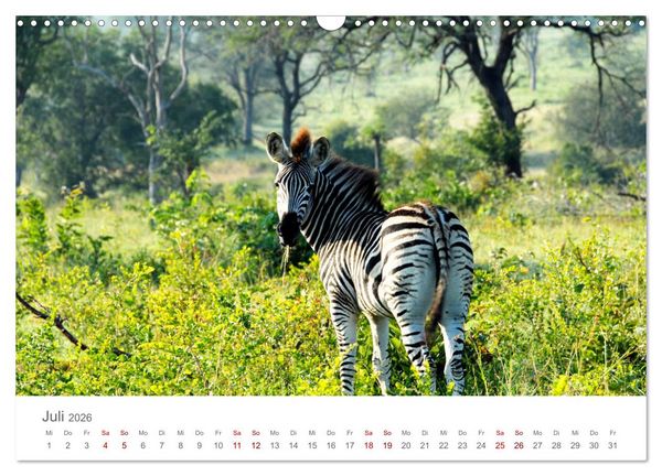 Produktbild: Safari / Afrika (Wandkalender 2026 DIN A3 quer), CALVENDO Monatskalender