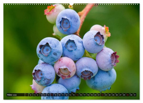Produktbild: Superfood Blaubeere. Ich esse gerne Heidelbeeren! (hochwertiger Premium Wandkalender 2026 DIN A2 quer), Kunstdruck in Hochglanz