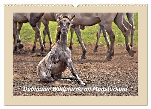 Produktbild: D&uuml;lmener Wildpferde im M&uuml;nsterland (Wandkalender 2026 DIN A3 quer), CALVENDO Monatskalender