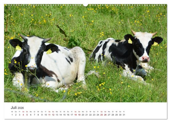 Produktbild: K&auml;lber - Kleine Herzensbrecher auf den Wiesen (Wandkalender 2026 DIN A2 quer), CALVENDO Monatskalender