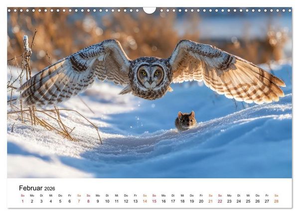 Produktbild: Eulen - Augen der Wildnis (Wandkalender 2026 DIN A3 quer), CALVENDO Monatskalender