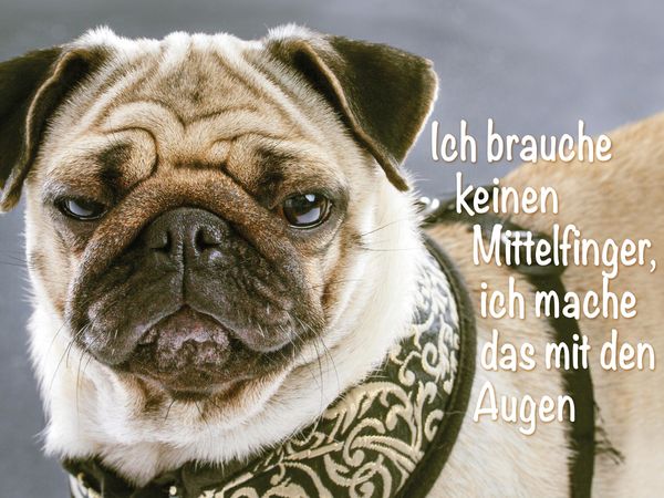 Produktbild: CALVENDO Puzzle Ich brauche keinen Mittelfinger, ich mache das mit den Augen. | 1000 Teile Lege-Gr&ouml;&szlig;e 64x48cm Foto-Puzzle f&uuml;r gl&uuml;ckliche Stunden