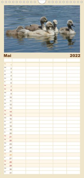 Produktbild: Das faszinierende Leben der Schw&auml;ne - Familienplaner hoch (Wandkalender 2022 , 21 cm x 45 cm, hoch)