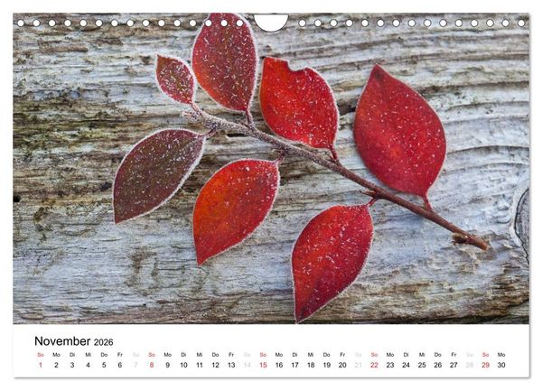 Produktbild: Mein Jahr im Landhausgarten (Wandkalender 2026 DIN A4 quer), CALVENDO Monatskalender