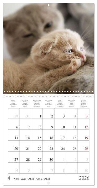 Produktbild: F&eacute;lins au fil des mois (Calendrier mural carr&eacute; 2026 30x30 cm) Calendrier double avec une page pour vos prises de notes