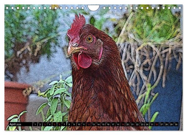 Produktbild: Die H&uuml;hner sind los! (Wandkalender 2026 DIN A4 quer), CALVENDO Monatskalender