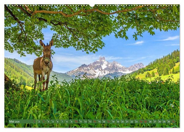 Produktbild: Wir sind die Stars auf der Alm (hochwertiger Premium Wandkalender 2026 DIN A2 quer), Kunstdruck in Hochglanz